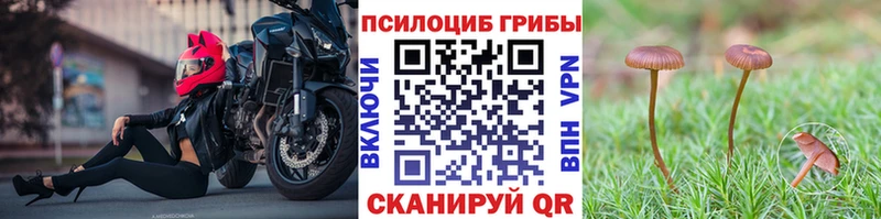 omg tor Горбатов Галлюциногенные грибы мицелий